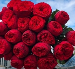 Букет из 25 роз РЕД ПИАНО с лентой Букет из 25 роз РЕД ПИАНО с лентой